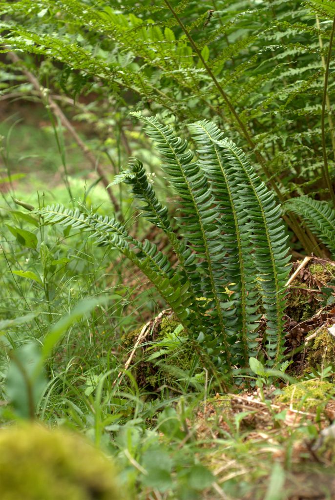 Polysticum lonchitis / felce lonchite